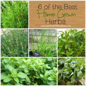 6 of the best home grown herbs!