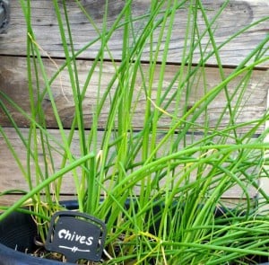 Home Grown Chives