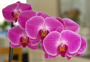 Beautiful and Vibrant Moth Orchid