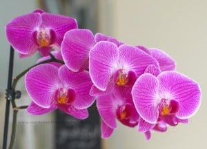 Moth Orchid 'PHALAENOPSIS'