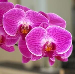 Moth Orchid - such beauty and inspiration