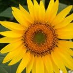 sunflower - Sparkles In The Everyday!