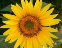 Sunflowers and wellness