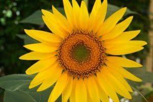 sunflower - Sparkles In The Everyday!