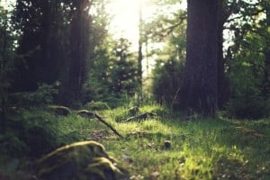 Mindfulness -Take a walk in nature
