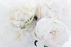 Mindfulness - pretty roses