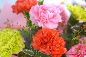 Colourful Carnations - 6 Ways to keep flowers alive longer!