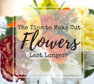 Colourful flowers - The tips to making cut flowers last longer!