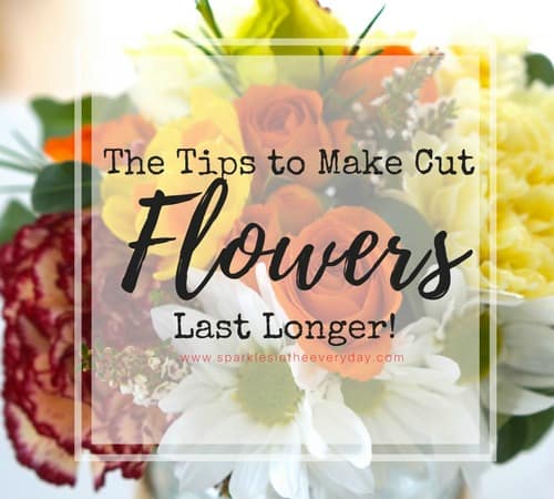 The tips to making cut flowers last longer!