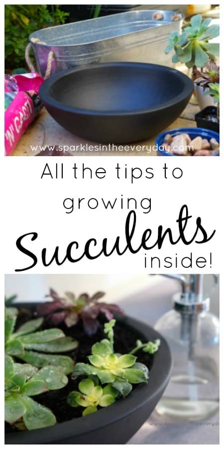 All the tips to growing succulents inside - the easy way!