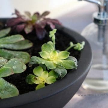 Misting Bottle - The Tips to Growing Succulents Inside!