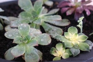 The tips to growing succulents inside!