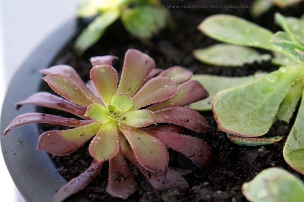 The tips to growing succulents inside - Light!