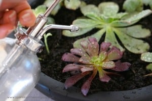 Watering Succulents - The Tips to Growing Succulents Inside!